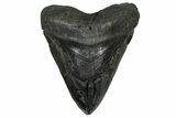 Bargain, Fossil Megalodon Tooth - Giant River Meg #360769-1